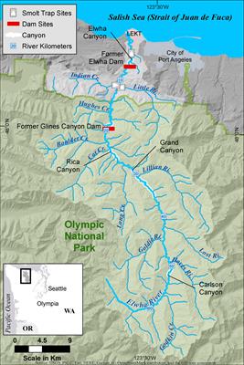 Modeling timing and size of juvenile Chinook salmon out-migrants at three Elwha River rotary screw traps: a window into early life history post dam removal